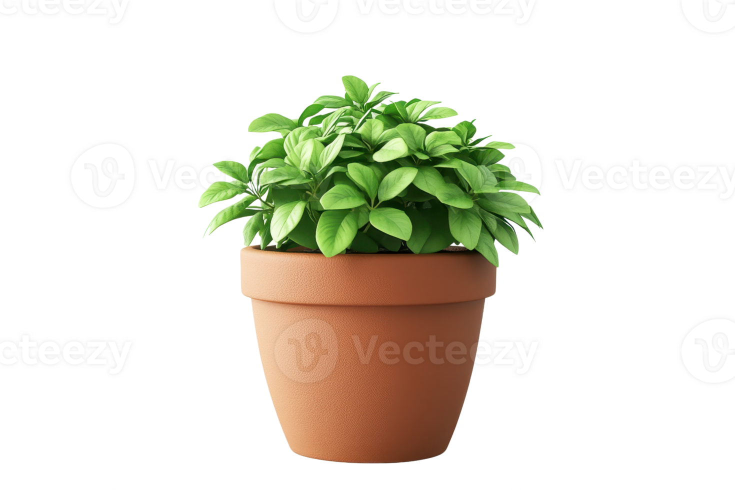 A small green potted plant in a terracotta pot. Perfect for home or office decor, adding a touch of nature and freshness to any space. png