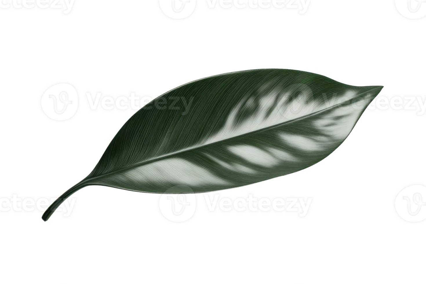 Close-up of a single green leaf with a white stripe, isolated on a clear background. Perfect for botanical, nature, and plant-focused projects. png