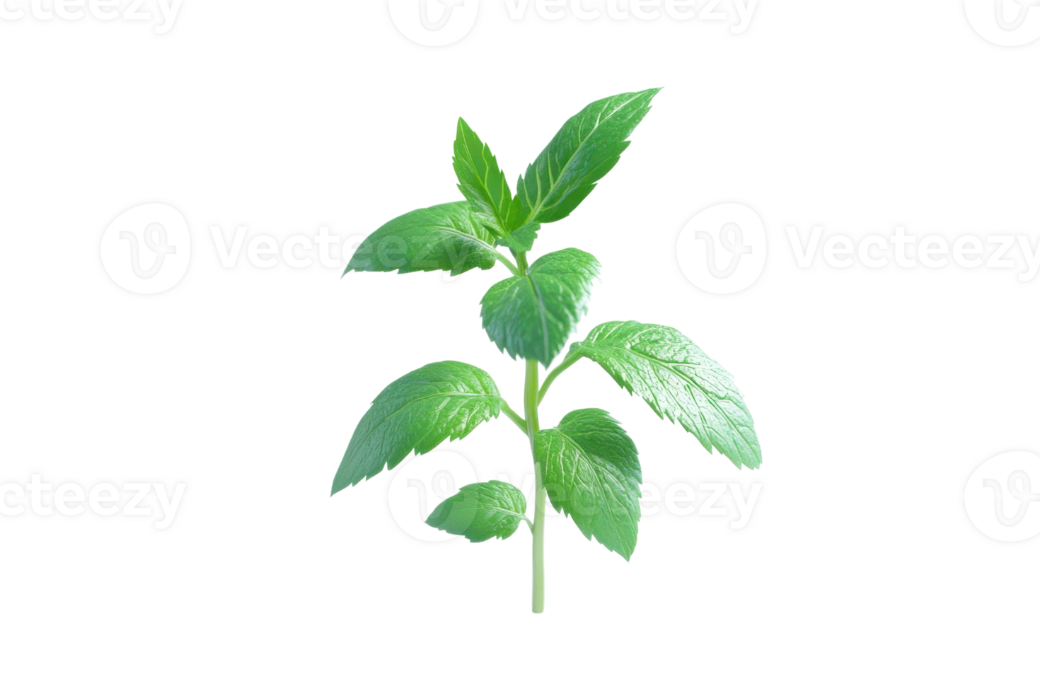 Fresh green basil plant isolated on transparent background. perfect for adding a natural touch in culinary, herbal, and gardening projects. png