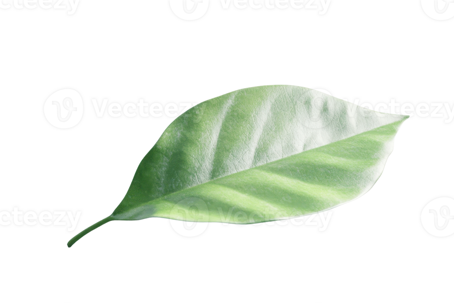 Single green leaf isolated on a transparent background. showcasing nature's simplicity. Perfect for eco-friendly designs and botanical themes. png