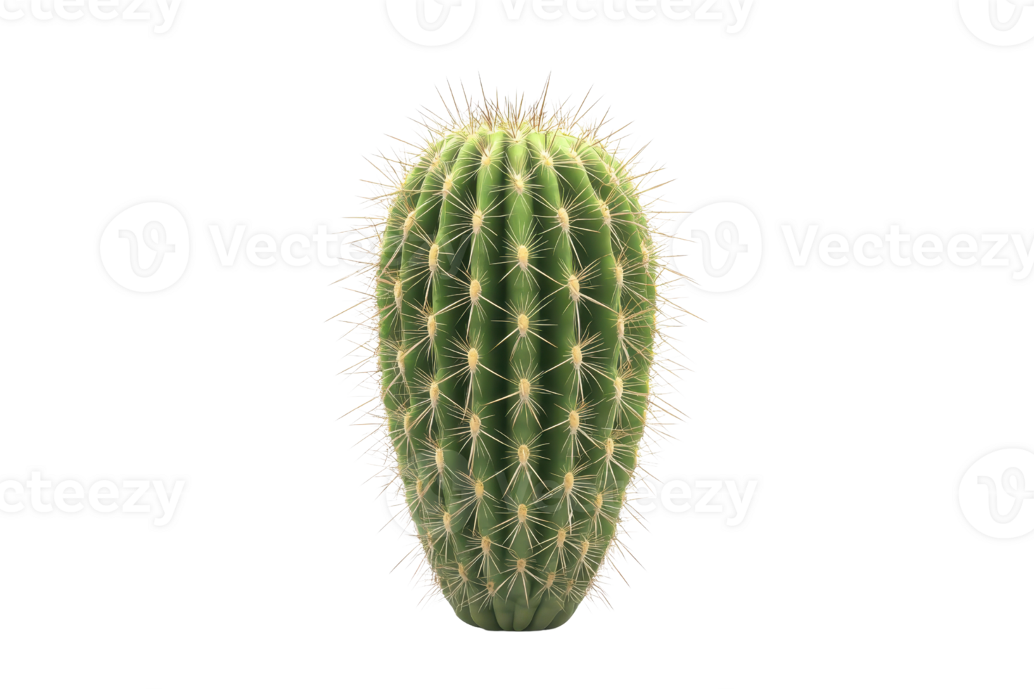 Close-up of a green cactus with sharp spines on a transparent background. showcasing natural texture and detail. png