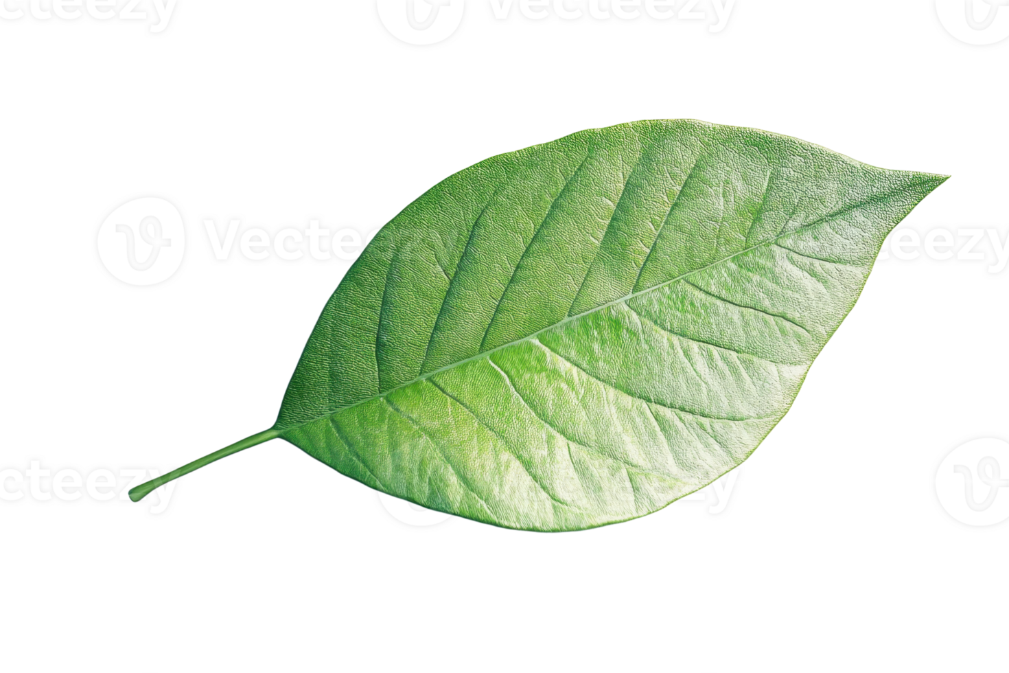 Close-up of a single green leaf with visible veins, isolated on a transparent background. Perfect for nature, organic, and botanical themes. png