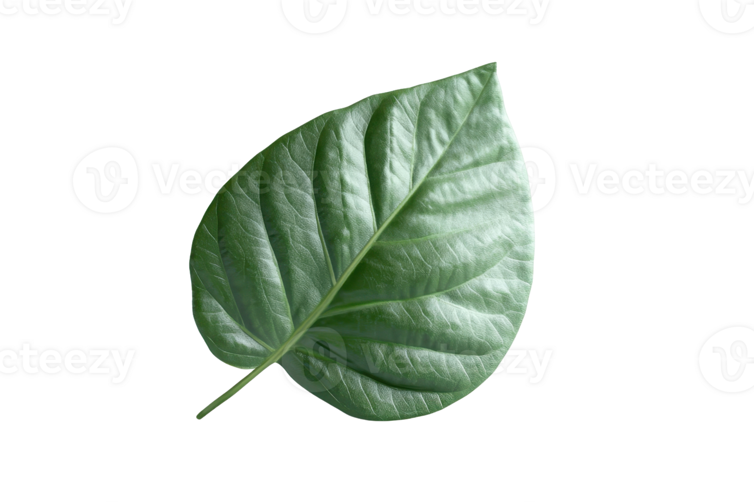 Single green leaf isolated on a transparent background. Perfect for botanical projects, nature themes, and environmental designs. png