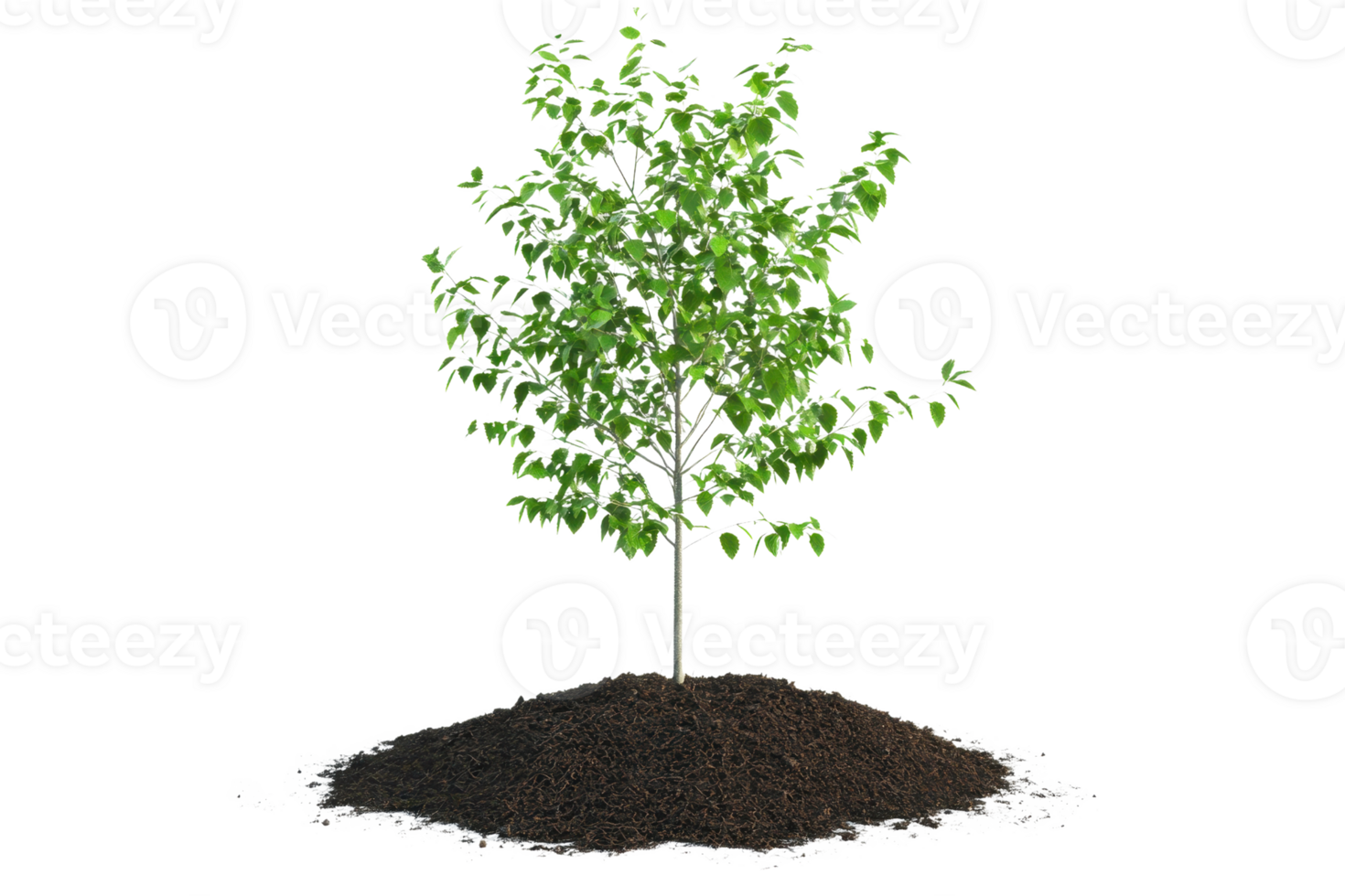 A small green tree planted in the soil on a transparent background. symbolizing growth, nature, and environmental sustainability. png