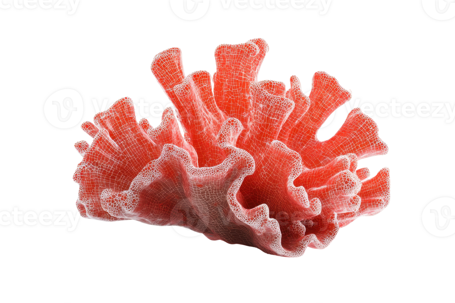 A vibrant red coral specimen with intricate patterns, isolated on a transparent background. showcasing its natural beauty and unique structure. png