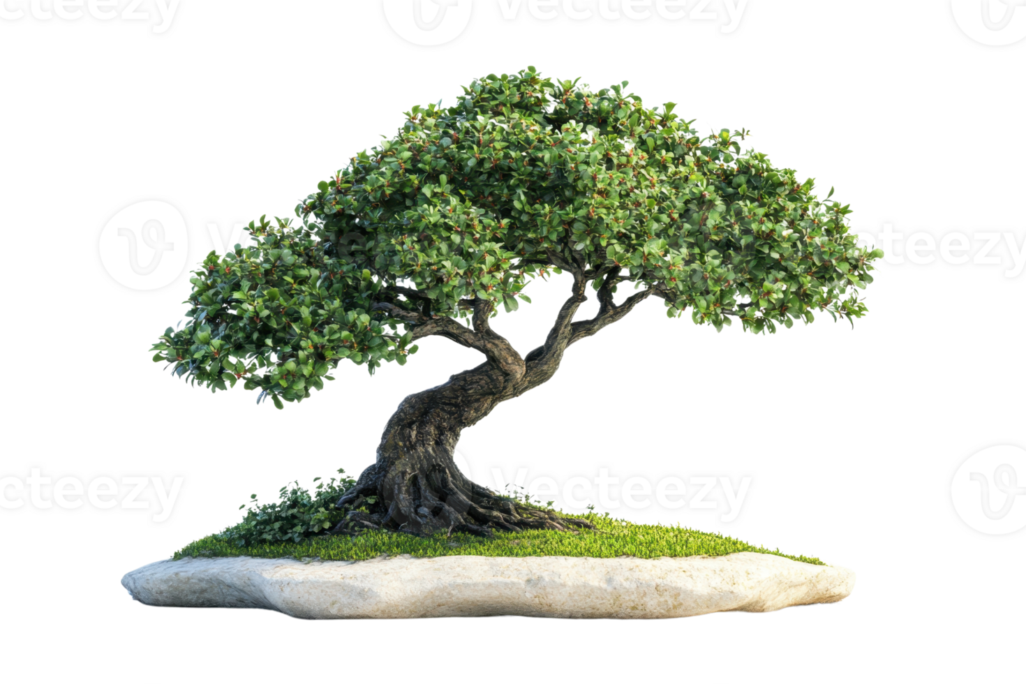 A beautiful bonsai tree with a delicate, twisted trunk and lush green foliage, captured against a simple transparent background. png