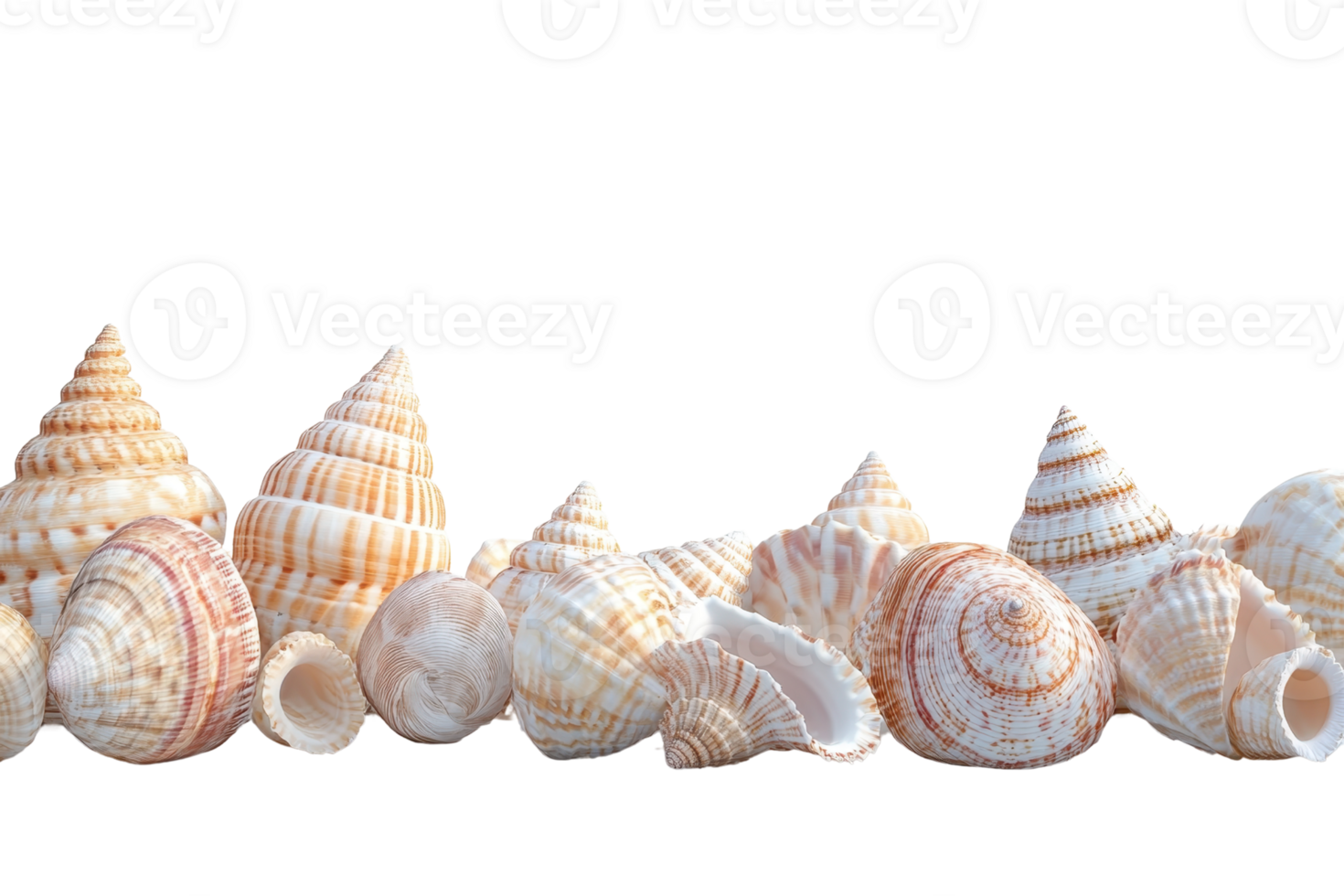 Collection of various seashells with intricate patterns isolated on a transparent background. Natural beauty perfect for coastal and marine themes. png