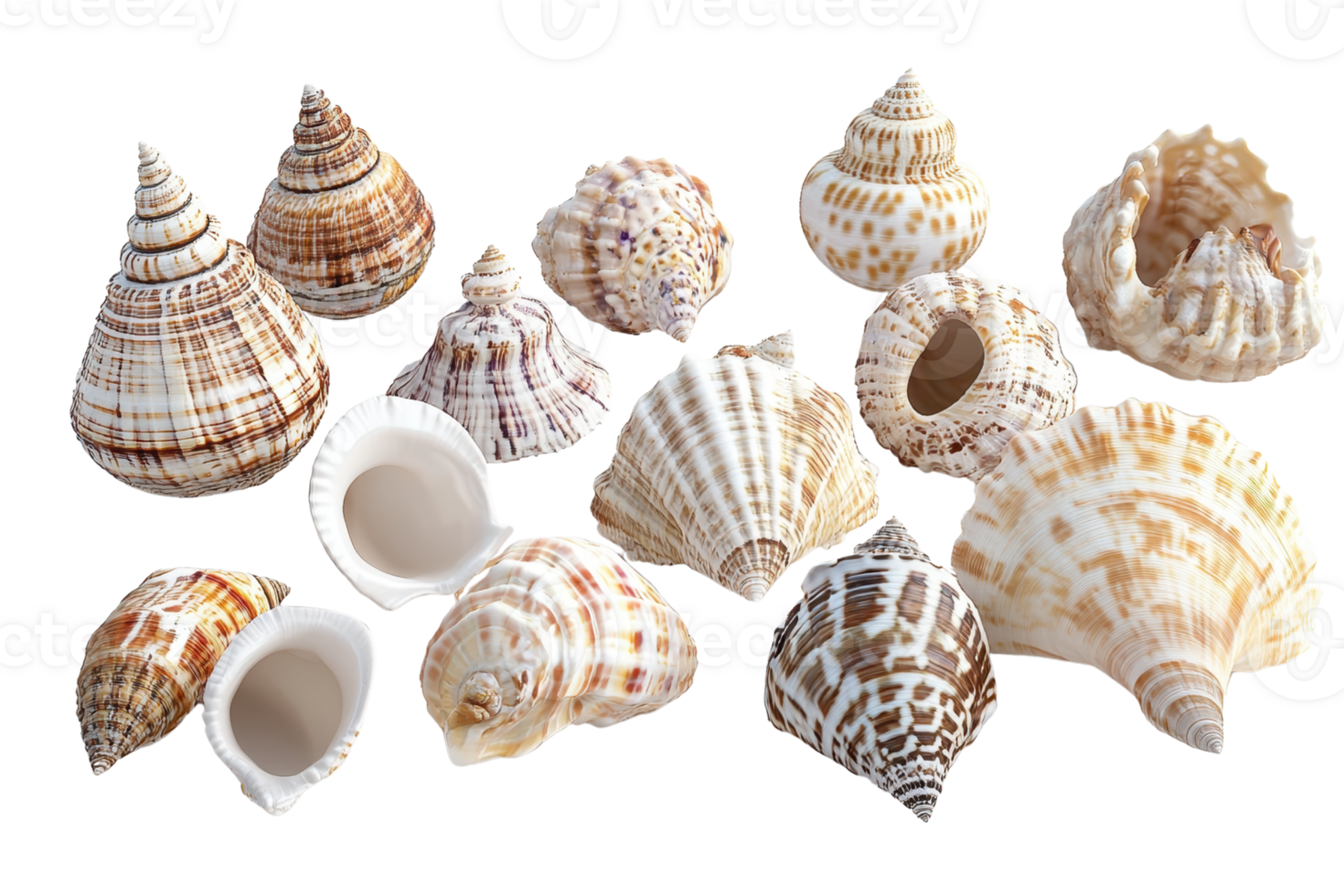 Collection of various sea shells with different shapes and patterns, perfect for beach-themed decorations or natural background designs. png