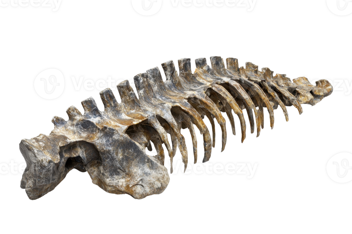 Fossilized vertebral column isolated on a transparent background. showcasing ancient bones and archaeological significance. png