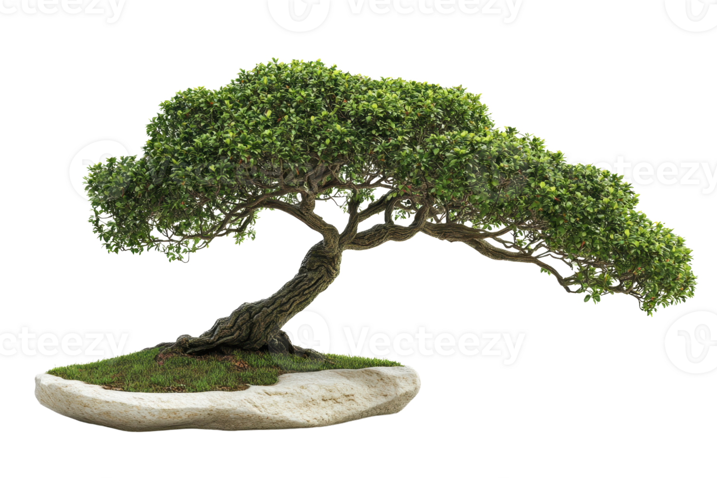 Elegant bonsai tree with lush green foliage and curved trunk, symbolizing balance and harmony in nature. Ideal for nature and zen themes. png