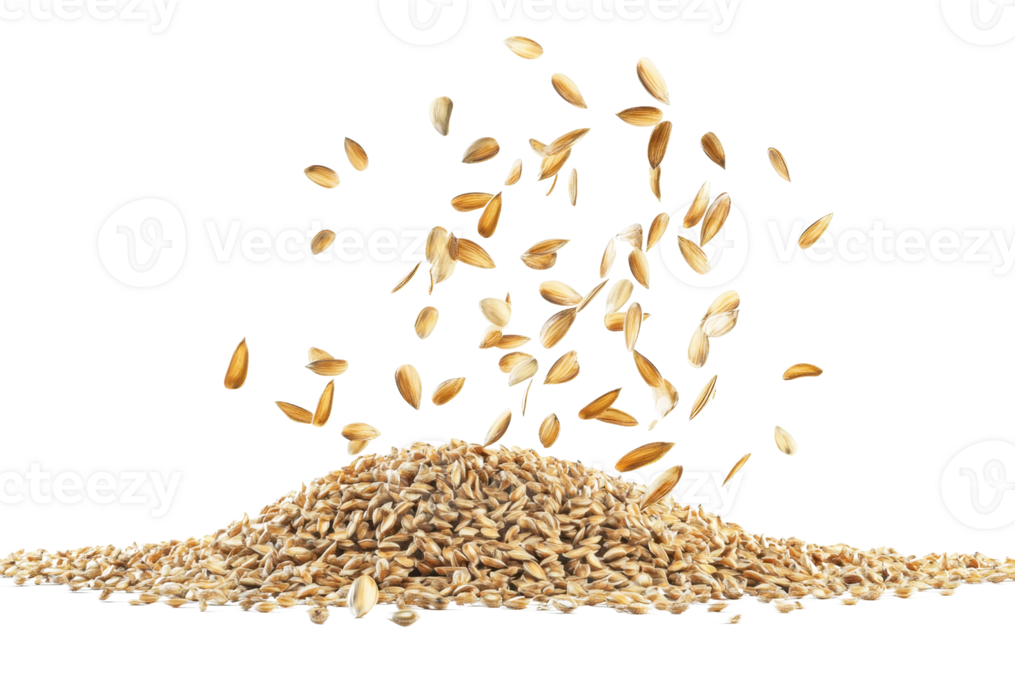 Close-up of wheat grains against transparent background. with some grains falling, depicting agriculture and harvest concept. png