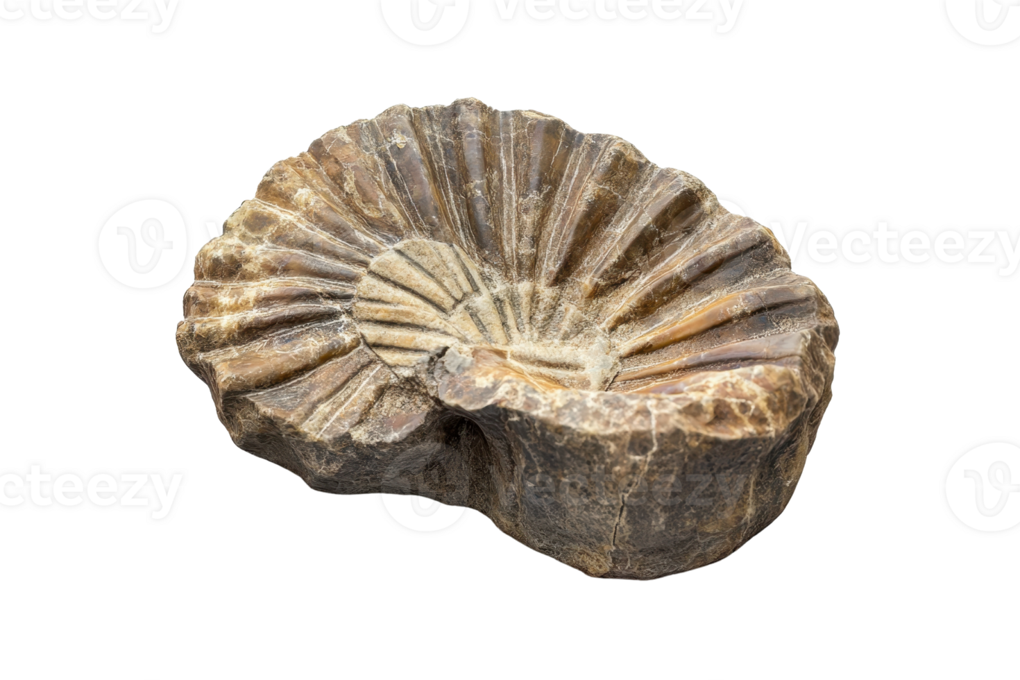 Close-up of an ancient fossilized ammonite, showcasing intricate shell patterns and textures, isolated on a transparent background. png