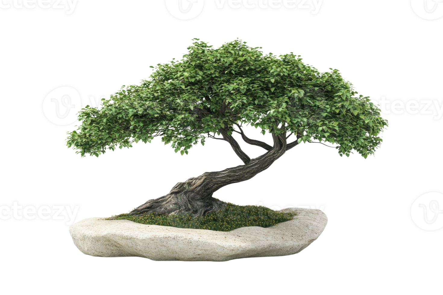 Serene bonsai tree on a rock. Ideal for nature, zen, and tranquility-themed projects, showcasing the beauty of miniature horticulture. png