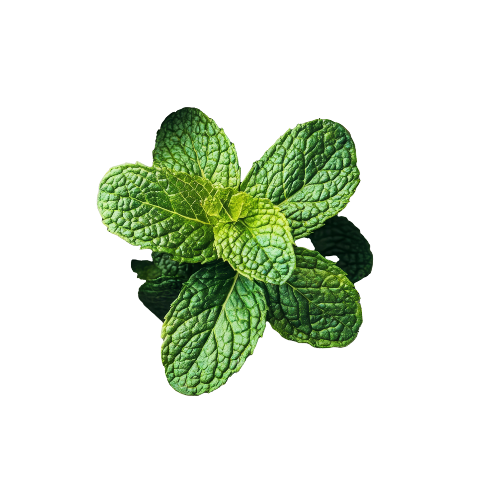 Fresh mint leaves in a small bowl on a transparent background for culinary and decorative use, mint leaf in the bowl on transparent background png