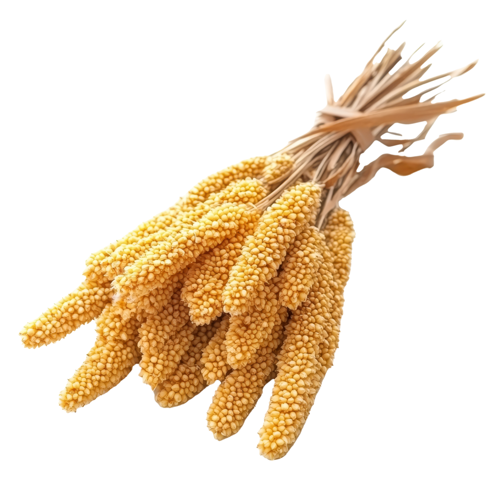 Millet bunch isolated on a transparent background showcasing its distinct yellow grains and unique texture, Millet isolated on transparent background png
