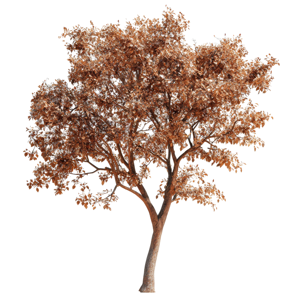 Close-up view of a decorative autumn tree against a transparent background showcasing its vibrant foliage, Tree on transparent background, real close up decorate tree in brown pod isolate die cut file png