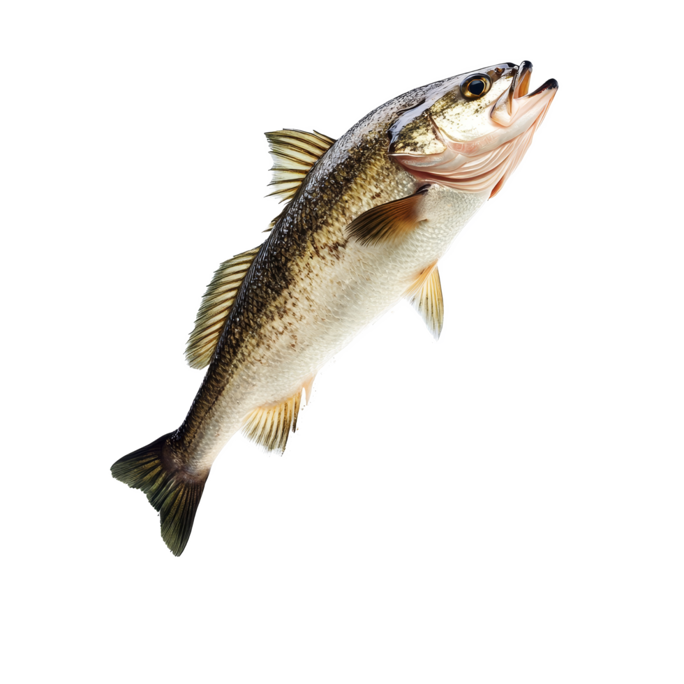 A leaping fish captured mid-air against a simple transparent background showcasing its dynamic movement and vibrant details, Leaping Fish in Midair on transparent background png