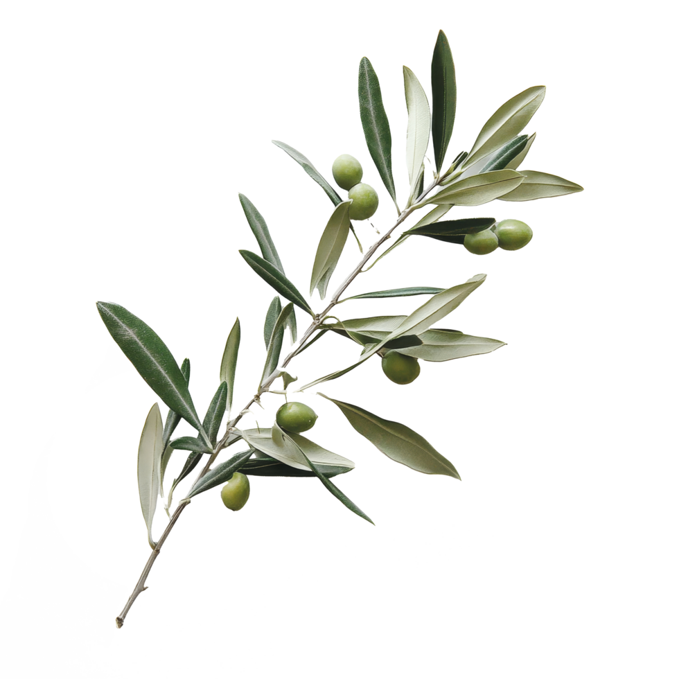 Fresh olive branch with ripe green olives against a clean transparent background, showcasing natural beauty, Olive fruit branch on a transparent background png