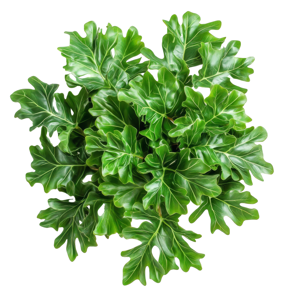 Top view of lush Philodendron Selloum leaves showcasing their unique shape and rich green color, top view bush Philodendron selloum plant leaves isolated above on transparent backgroundfile png