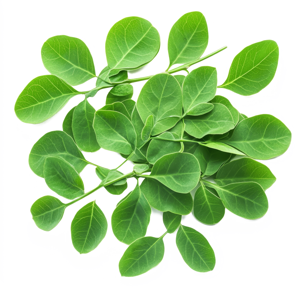 Fresh Moringa leaves arranged on a transparent transparent background showcasing their vibrant green color and texture, Moringa leaves on transparnt transparent background png
