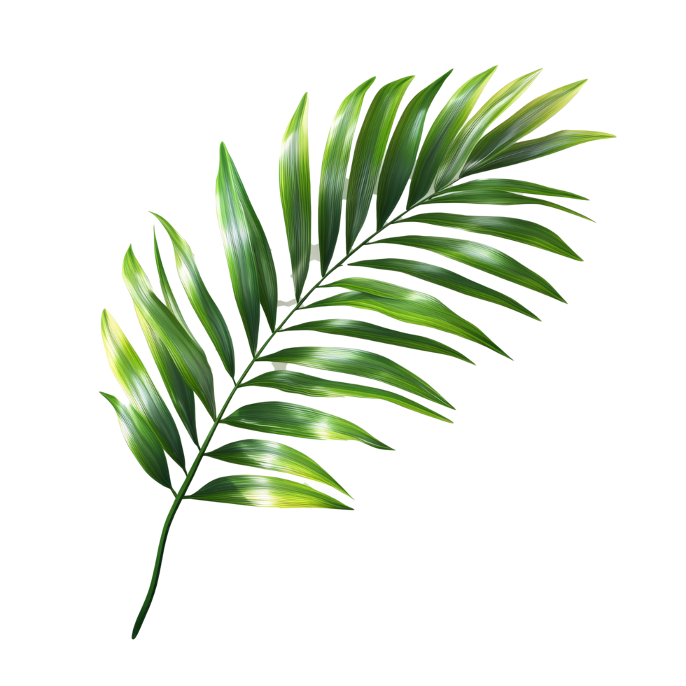 Green palm tree leaf casting a shadow, isolated against a transparent background for a fresh, tropical vibe, green leaf of palm tree with shadow isolated on transparent backgroundfile png