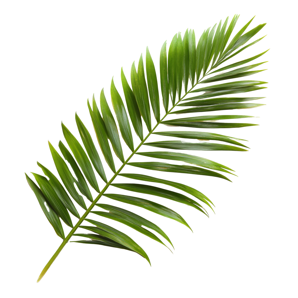 A vibrant green palm tree leaf gracefully laid out on a transparent background, showcasing its unique structure and details, palm tree leaf on transparent backgroundfile png