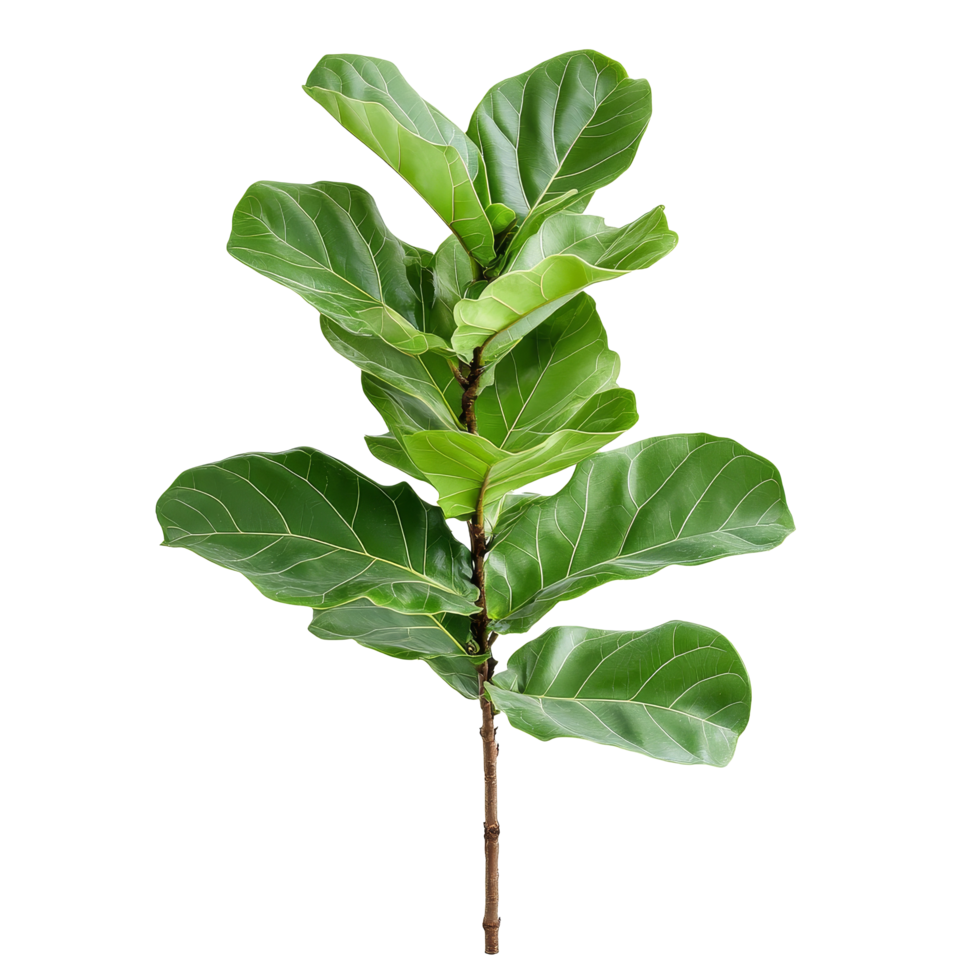 Fiddle leaf fig plant with lush green leaves isolated on a bright transparent background, showcasing, Nature fiddle leaf fig plants isolated on transparent background. Fiddle leaf fig houseplants transparent background png