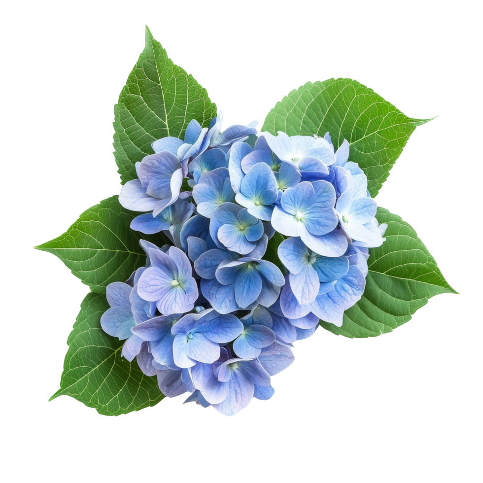 Beautiful hydrangeas in a floral arrangement with green leaves creating a tranquil, serene atmosphere, hydrangeas flowers in a floral arrangement isolated on transparent background png