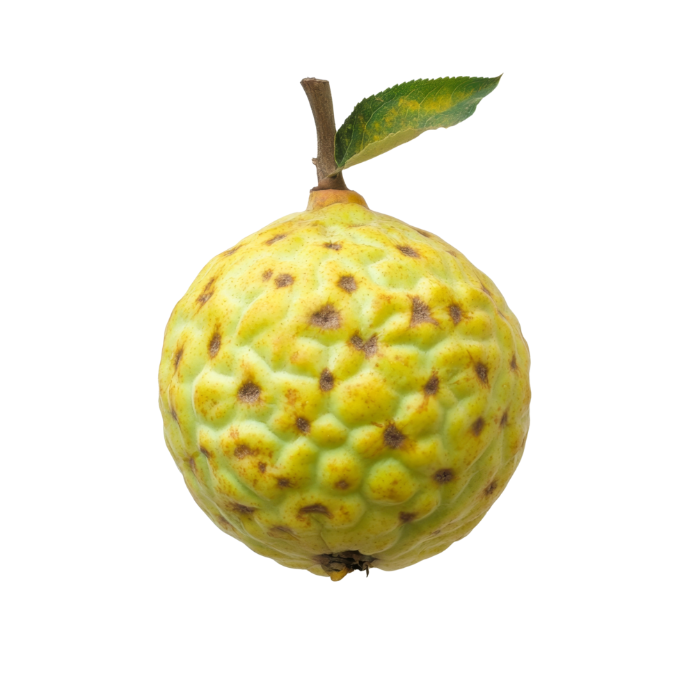 Fresh custard apple on a transparent background showcasing its unique texture and vibrant color, perfect for culinary exploration or healthy eating, Custardapple on transparent background png