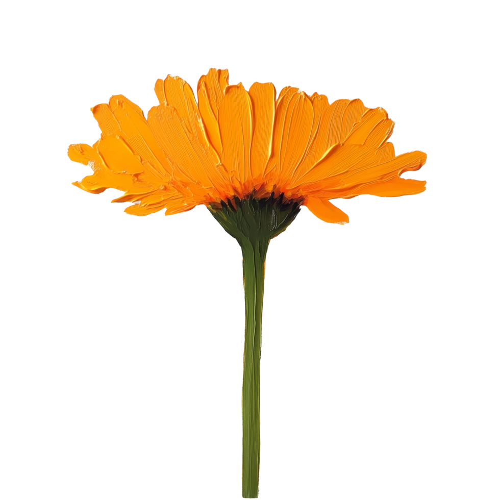 Bright calendula flower on a transparent background showcasing vivid petals and a green stem, ideal for floral art, calendula transparent background png