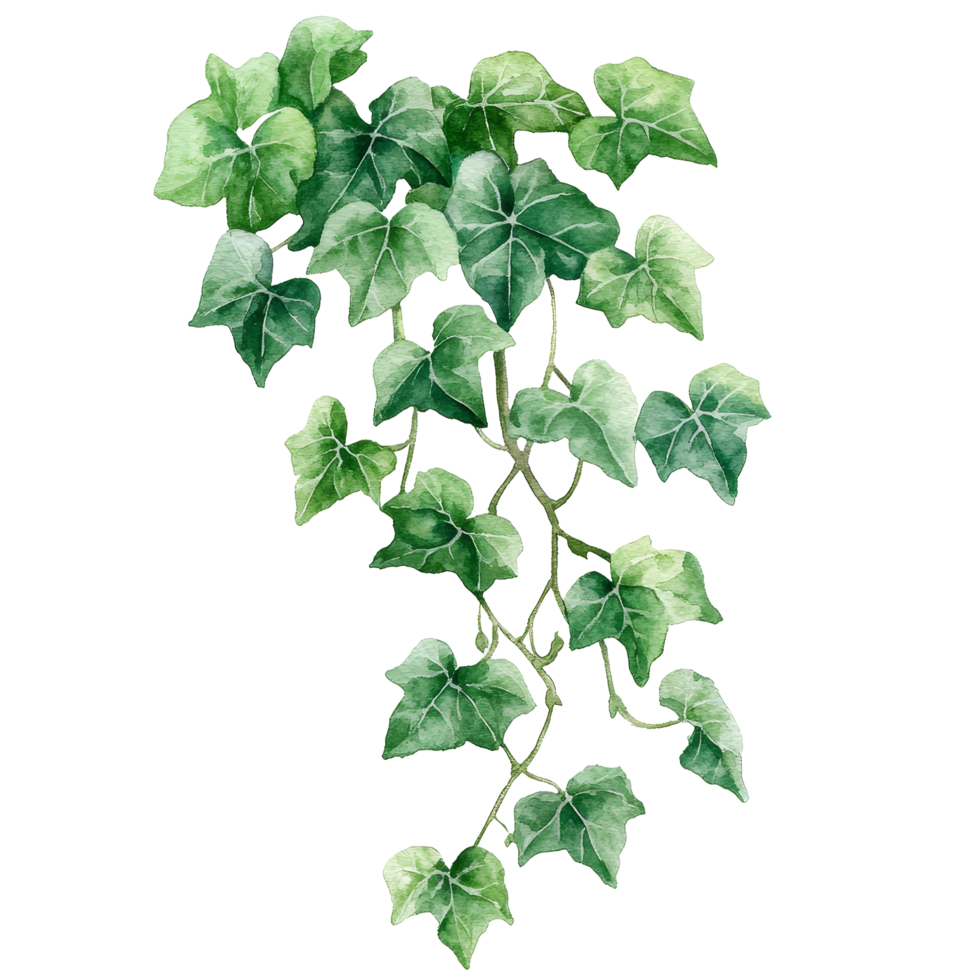 Delicate watercolor illustration of cascading ivy leaves against a pristine transparent background, Red and Yellow Watercolor Swirl Illustration on transparent background png