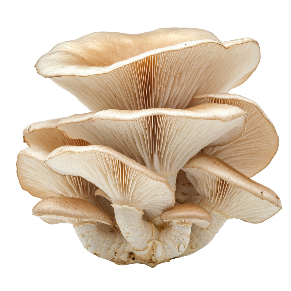Cluster of fresh oyster mushrooms on a clean transparent background showcasing their intricate gills and layers, Oyster Mushroom Cluster on transparent background png