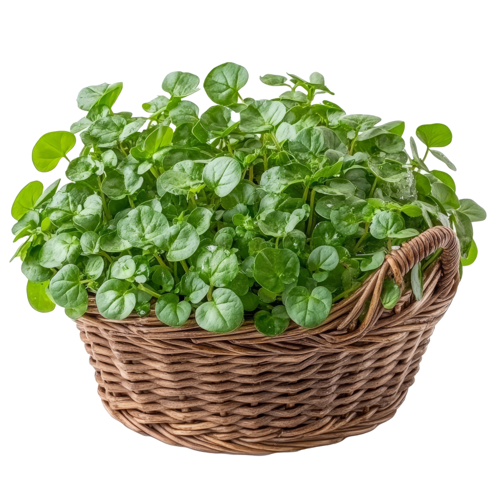 Fresh watercress in a woven basket against a clean transparent background, perfect for culinary use or garnishing, watercress in a basket isolated on transparent background png