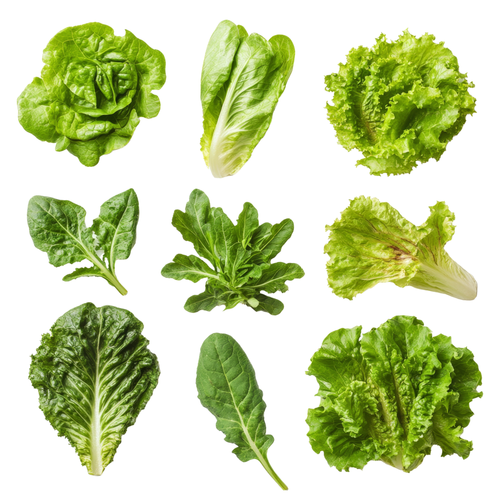 Fresh assorted lettuce leaves arranged neatly on a transparent background for culinary use and healthy lifestyles, Lettuce leaves isolated on transparent background png
