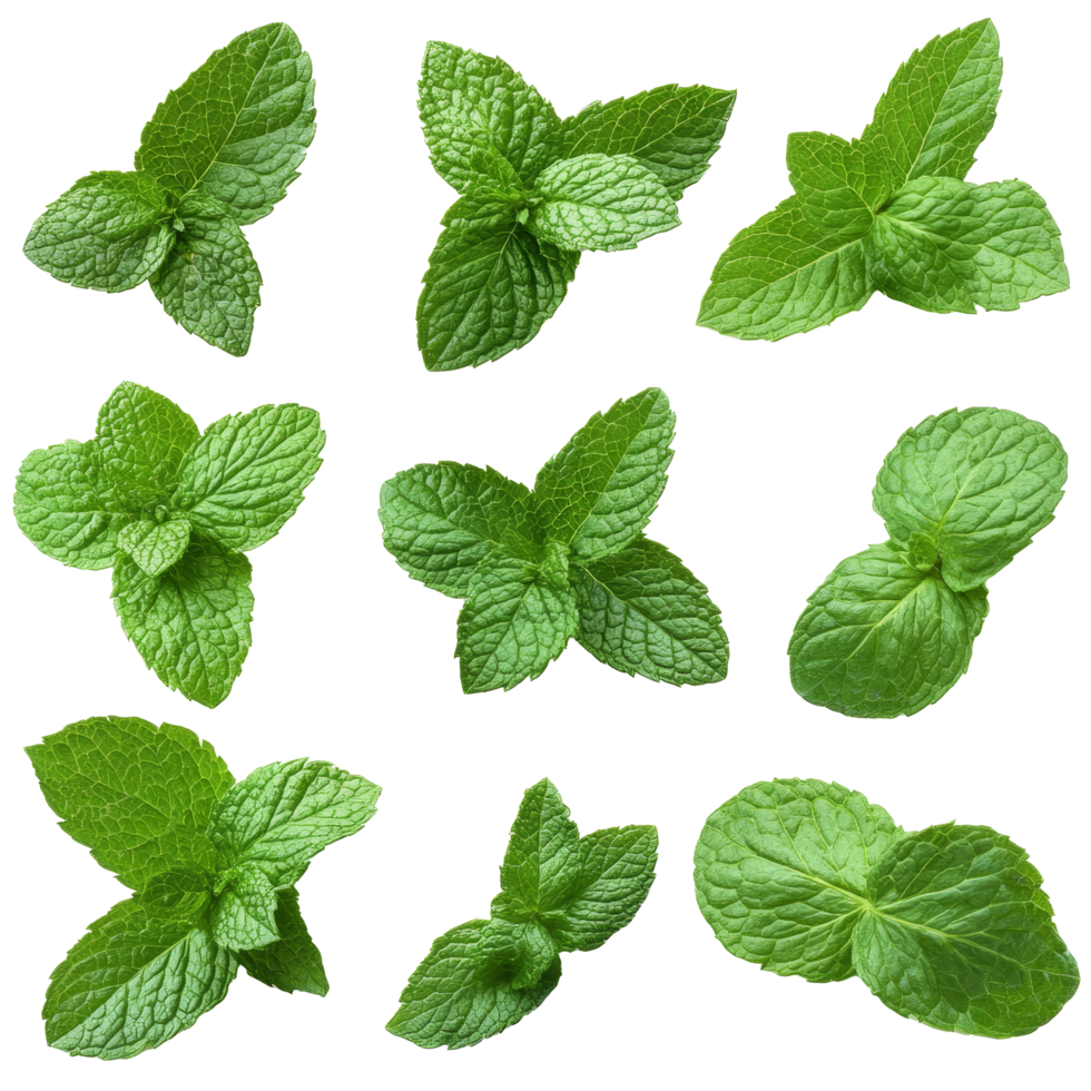Fresh mint leaves arranged in an appealing layout on a clean transparent background for culinary or herbal use, of fresh mint leaves isolated on transparent background png