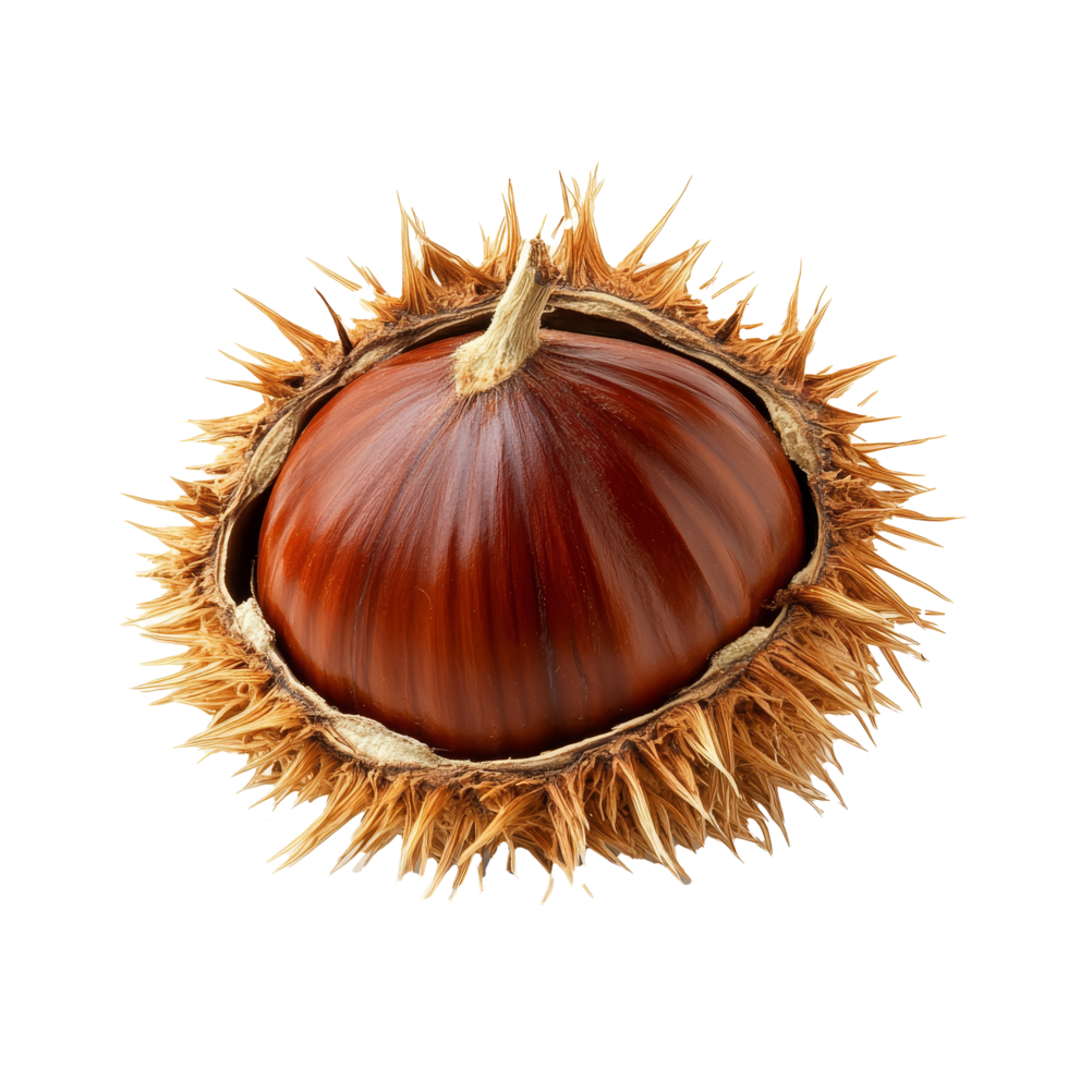 A detailed view of a chestnut seed isolated against a transparent background showcasing its rich color and unique spiky shell texture, Chestnut Seed isolated on transparent background png