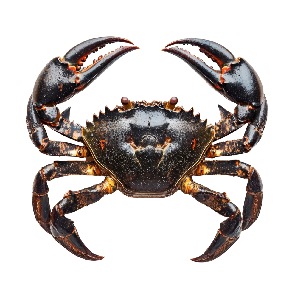 Detailed view of a serra ted mud crab showcasing its striking features against a clean transparent background, serra ted mud crab on transparent background png