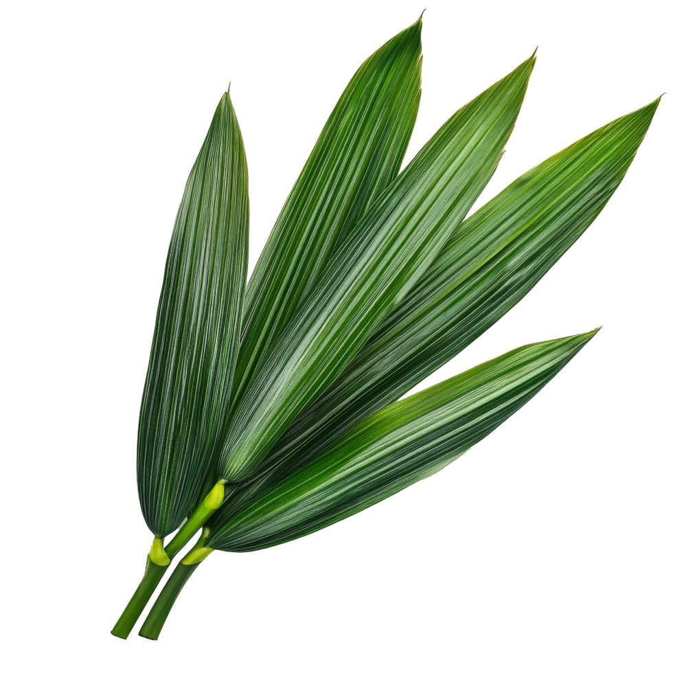 Fresh pandan leaves arranged neatly on a transparent background showcasing their vibrant green color and unique texture, pandan leaf on transparent background png