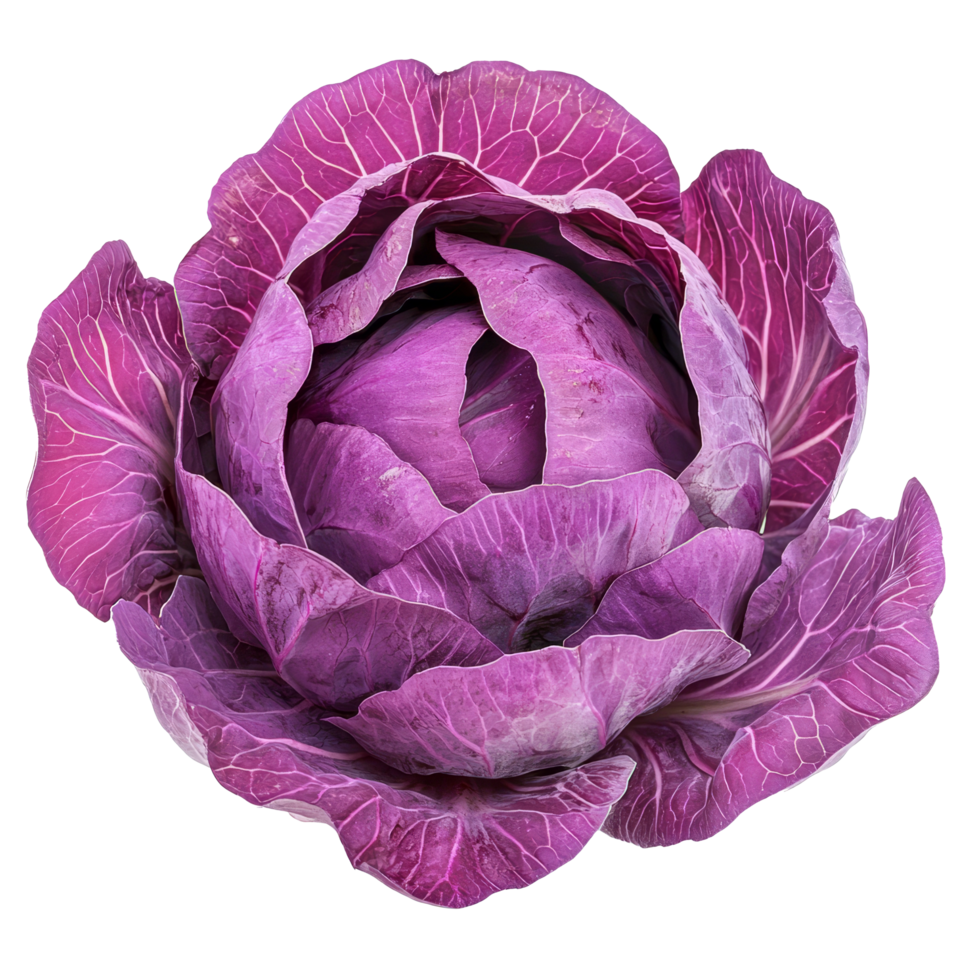 Vibrant purple cabbage showcasing intricate leaf patterns against a clean transparent background, purple cabbage isolated on transparent background png