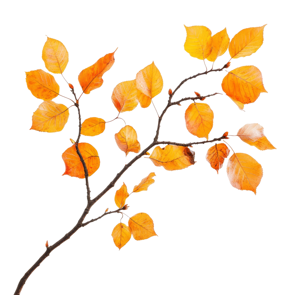 Autumn branch with vibrant orange leaves against a transparent background in clear transparent hue, Autumnal branch isolated on transparent background png