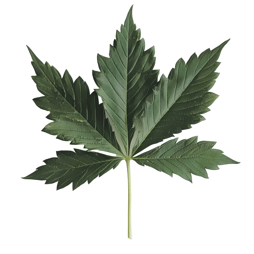 Cannabis leaf displayed on a clean transparent background showcasing its intricate leaf structure and vibrant green hues, Canabis leaf on transparent background png