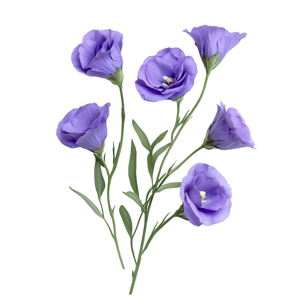 Beautiful lisianthus flowers arranged elegantly on a transparent background for a fresh and vibrant look, lisianthus flowers isolated on transparent background png