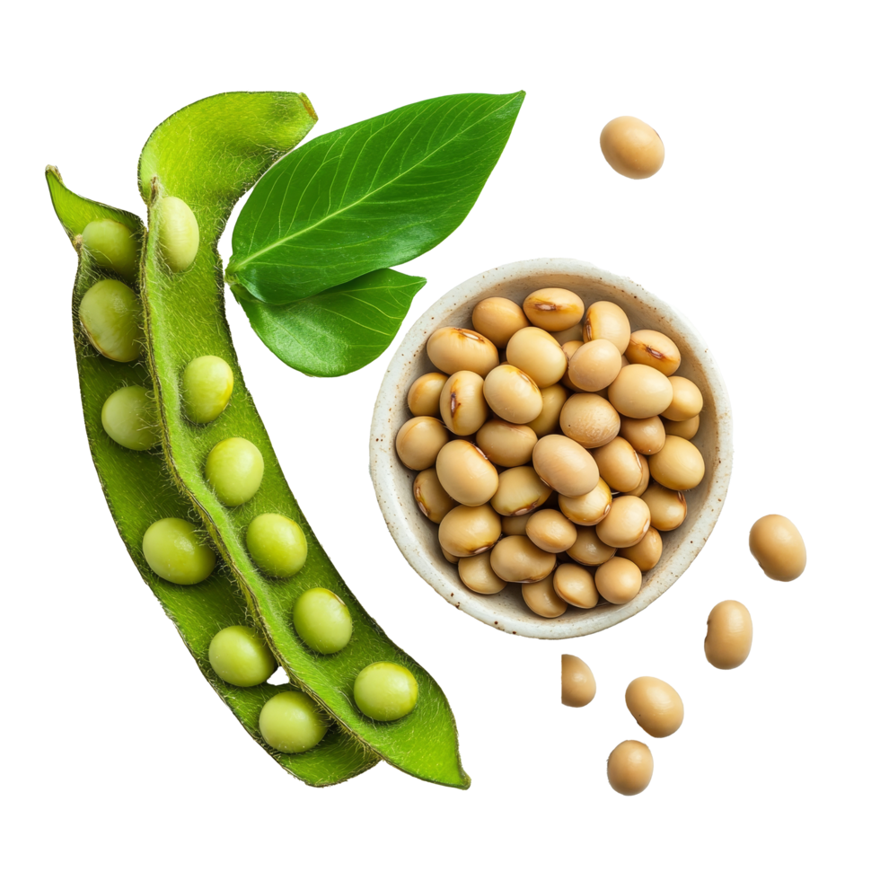 Fresh soybeans and pods on a transparent background showcasing their vibrant colors and natural form, soy beans on transparent background png