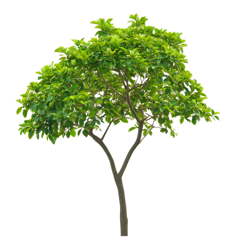 Close-up view of a vibrant green tree against a transparent background showcasing its lush foliage and natural beauty, Tree on transparent background, real close up decorate tree in brown pod isolate die cut file png