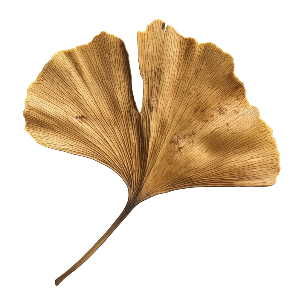 Dry ginkgo biloba leaf on a transparent background showcasing its unique shape and texture, Dry ginkgo biloba plant leaf on a transparent background png