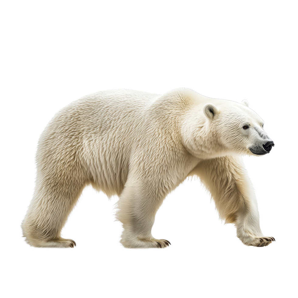 A majestic polar bear walking confidently across a bright transparent background, showcasing its magnificent fur and strength, Polar bear isolated on transparent background png