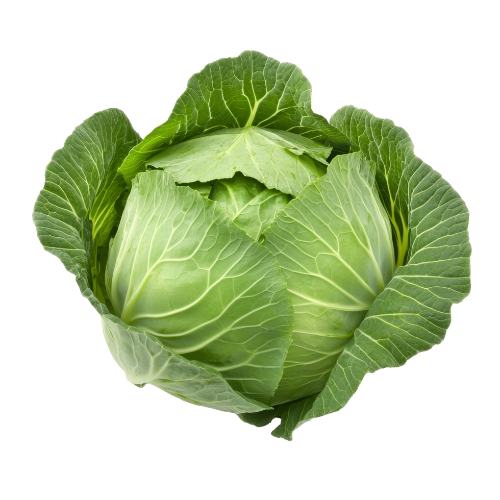 Freshly harvested green cabbage displayed on a plain transparent background, showcasing its vibrant leaves and natural texture, Fresh cabbage on transparent background png