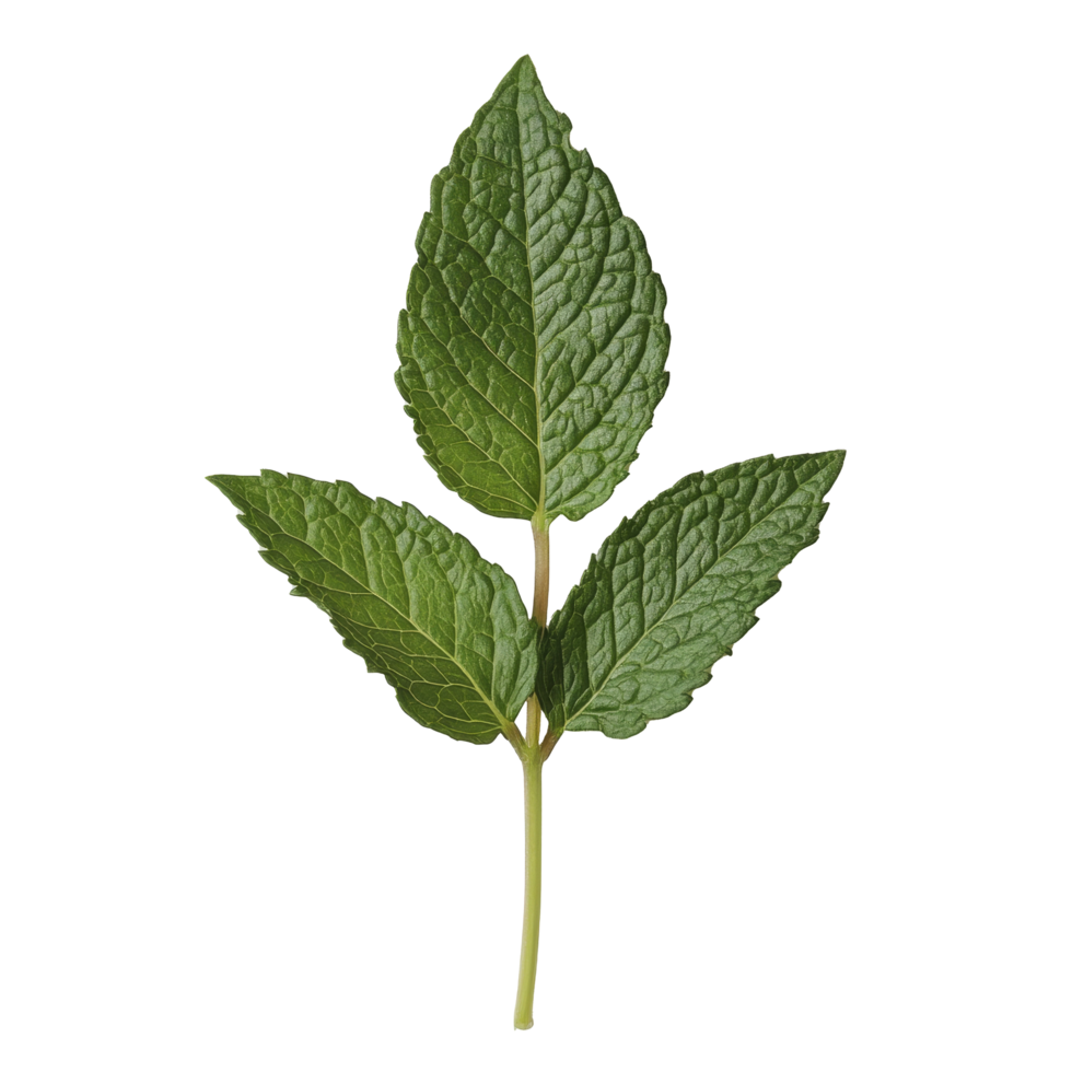 Fresh mint leaves on a transparent background, showcasing vibrant green color and crisp texture for culinary use, Mint leaf transparent background png