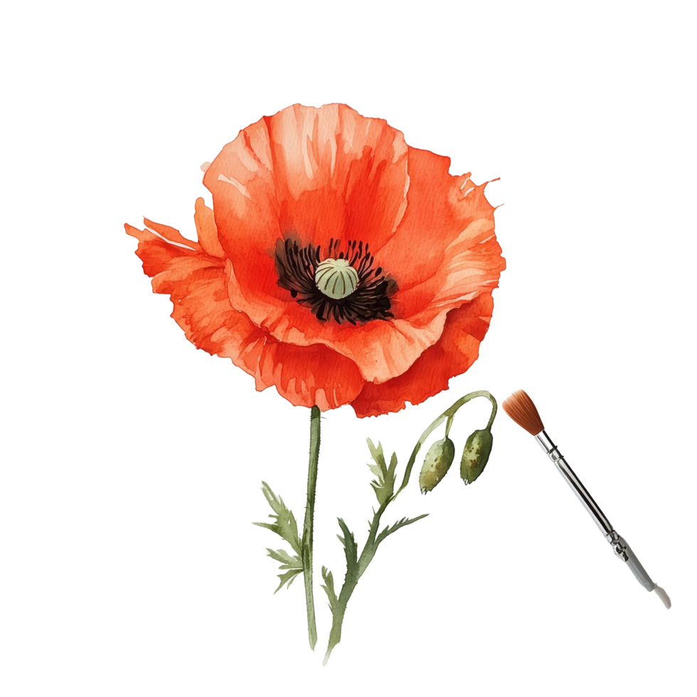 A vibrant red poppy flower painted in watercolors with delicate details and soft brush strokes on textured paper, red poppy flower in s png