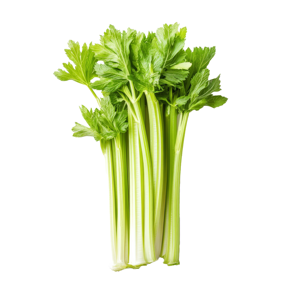 Fresh celery stalks viewed from above on a clean transparent background, showcasing vibrant green leaves and crisp texture, Top view of celery isolated on transparent background png